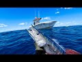 The wolf pack  wahoo every drift  commercial spearfishing