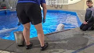 behind the scenes experience with the Beluga whales at Sea World San Diego (March 29th, 2024)