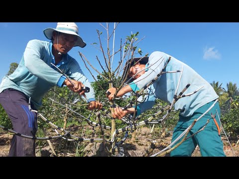 Video VÔ DÂY NHÔM CHO CÂY MAI NHỎ | VƯỜN MAI VÀNG 7 DỰ CẦN... - youtube