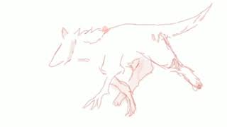Animation Test - Metamorph