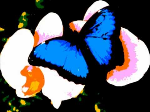 BEAUTIFUL BUTTERFLIES MUSIC by Peter Donald Rodger...