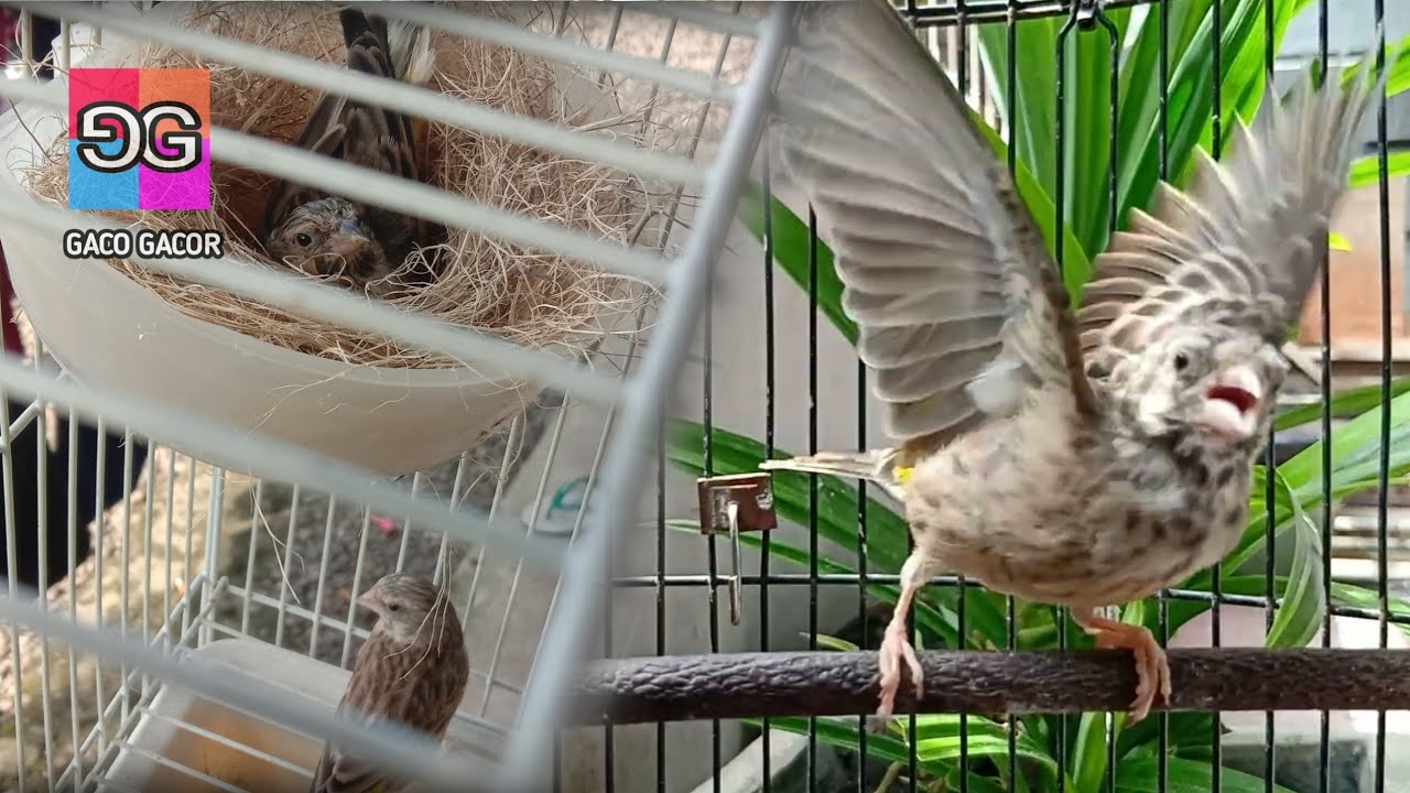 Ternak Blackthroat - Saya Cuma Pakai Vitamin Harga 2000an