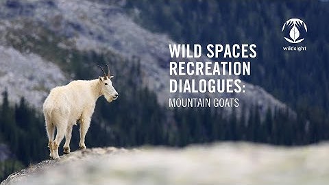 Wild Spaces Recreation Dialogues: Mountain Goats and Outdoor Recreation