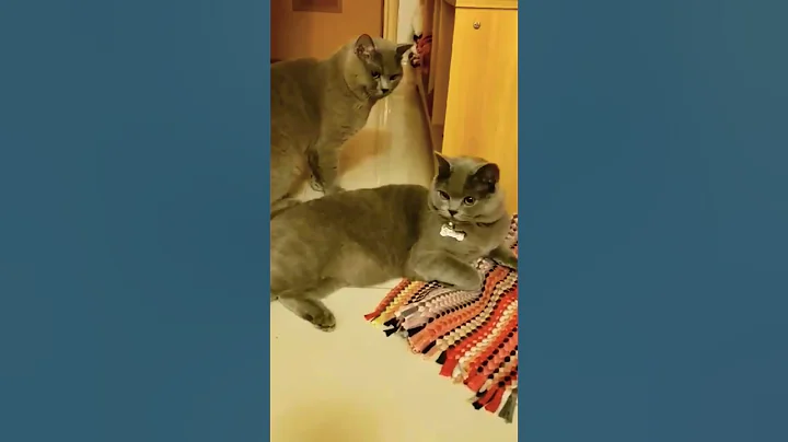 Adorable Cat/British Shorthair Cat #shorts #shortsvideo #viral