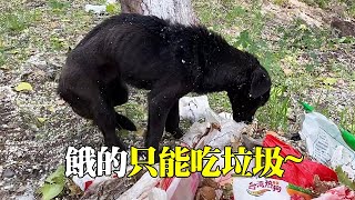 The black stray dog was abandoned by its owner and barely made a living by eating garbage. It was d