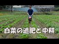 白菜の追肥と中耕21/10/12#1321