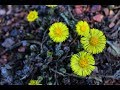 Подбел - Tussilago farfara