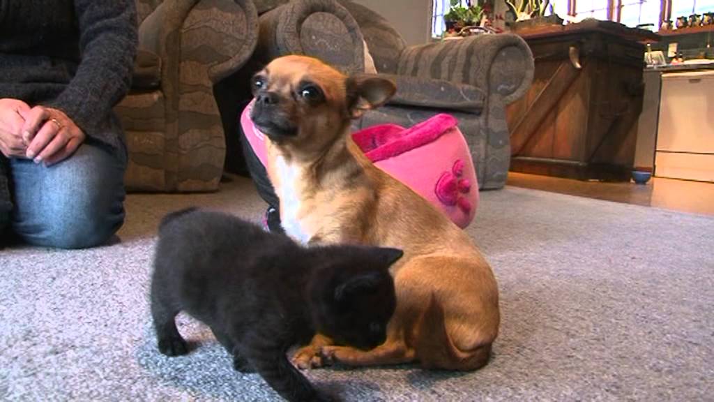 Dog Mothers Kitten