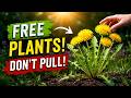 “These 6 Weeds in Your Yard Are Secretly More Valuable Than Your Garden Plants”