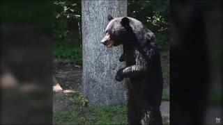 Real Life Yogi Bear