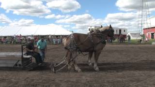 Draft Horses Pull at Historic Prophetstown