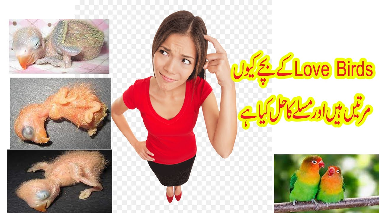 Lovebirds Chicks Ka Marna | Feed Na Milne Ki Waja se Lovebirds Ka Expire hona and Best Solution
