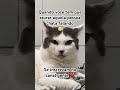 #lovecats #memes #gateiraporamor