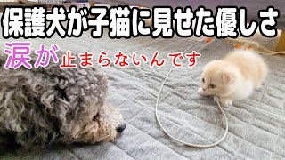 初めて子猫を見た時の保護犬とハスキー犬の反応がこちら...