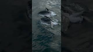 Two Humpbacks Feeding On Krill