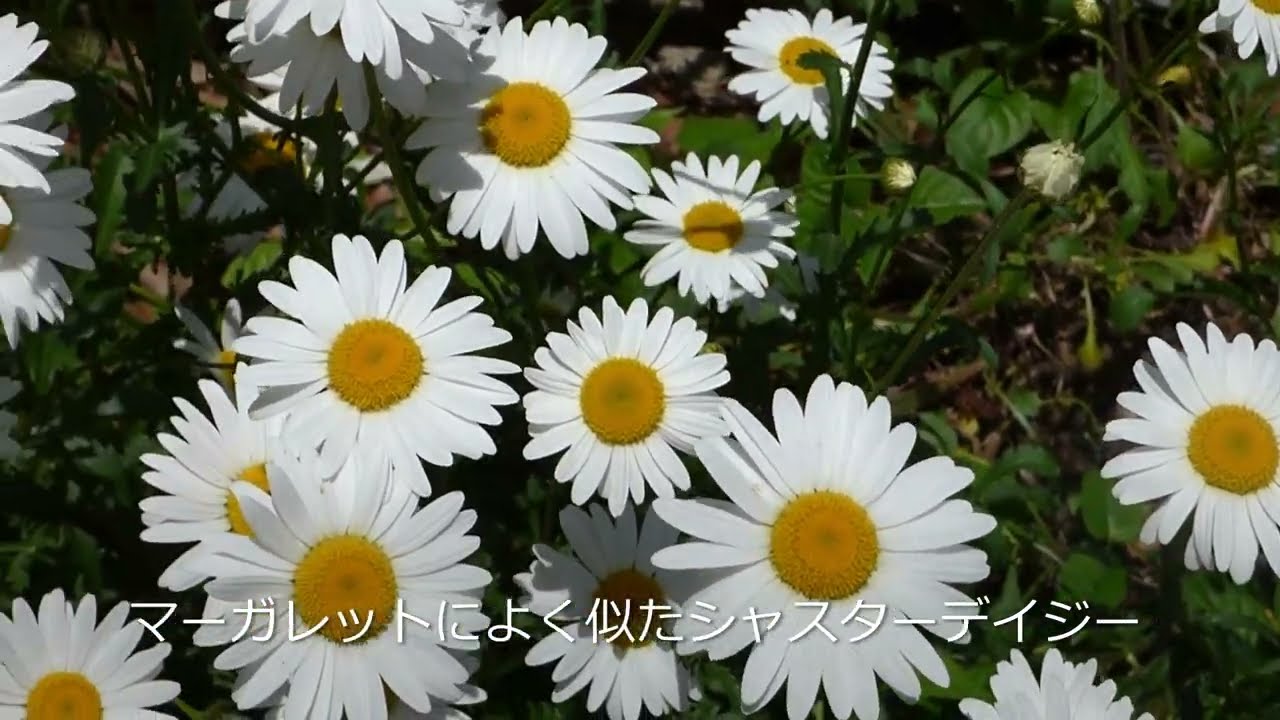 シャスターデイジー 22 5 11 Youtube シャスターデイジー 22 5 11 Youtube