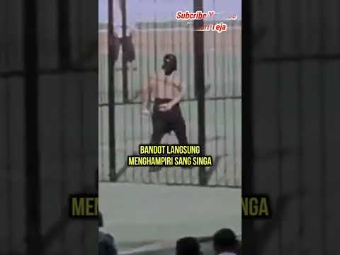 Video: Kapan singa bekas terjadi?