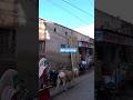 Индия. Уличная торговля, общественные туалеты и бабушки с осликами