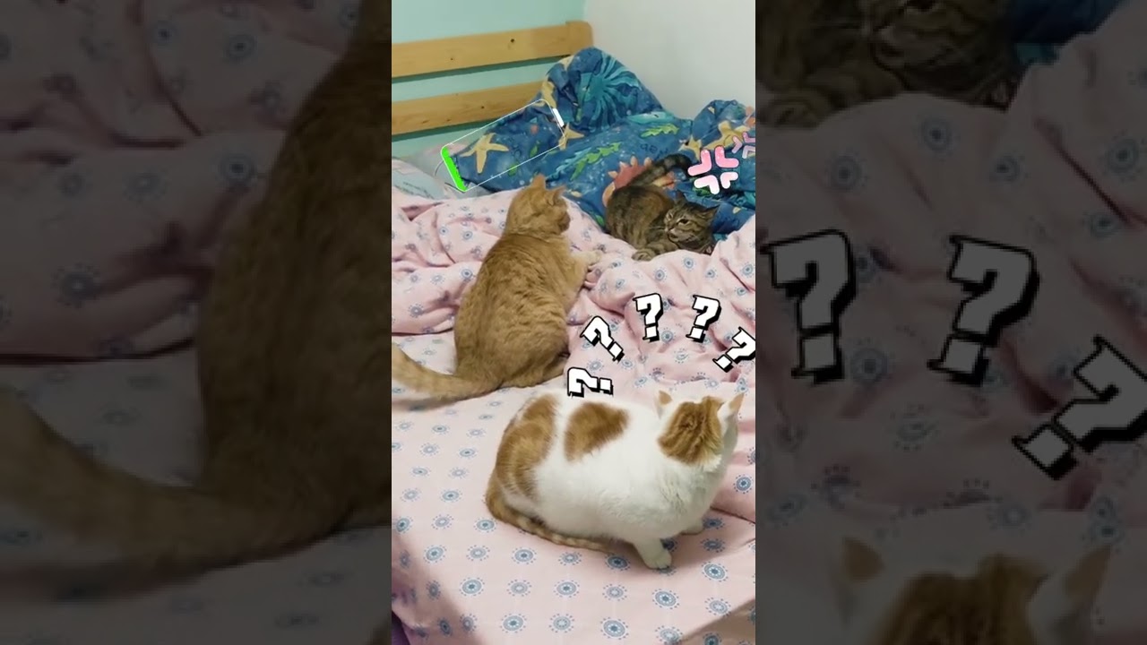 Orange Cat🐈 vs Tabby🐈‍⬛ (Calico Cat 😿Who am I?)