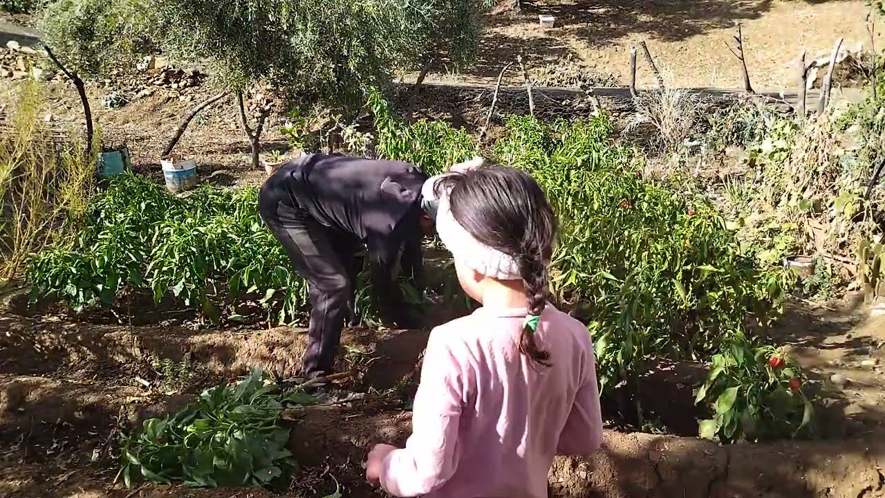 شاهد طريقة الانتقال من  الفلاحة الصيفية  الى الفلاحة الشتوية🇲🇦 #المغرب 