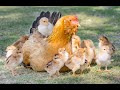 Mother hen and cute baby chicks.
