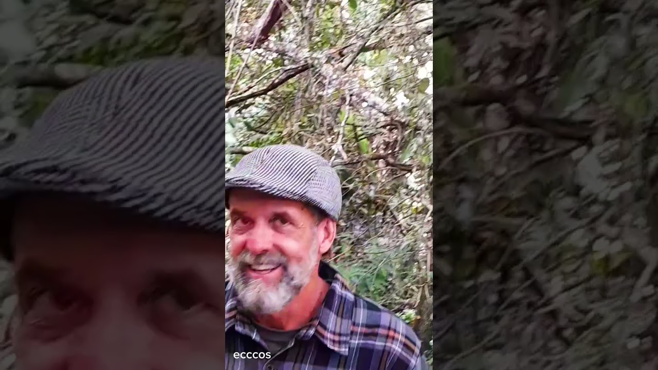 CASINHA DE MONTANHA À VENDA - 3.630m2  - R$ 240.000,00 - DELFIM MOREIRA/MG