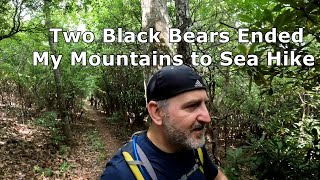 Another Bear Encounter on Mountains to Sea Trail at Mt Pisgah