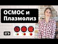 ОСМОС. Плазмолиз. ОСМОС в клетке организма