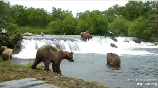 7/17/21 128 Grazer Tells 2 Young Subs To Knock it Off - Katmai Brown Bears - Explore.org