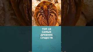 Топ 10 Самых древних из живущих существ #шортс #топ10 #shorts #комарик #shorts #малышам