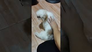 shih tzu episode 42