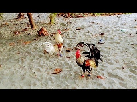 Talisayin at bangkas mestisong manok