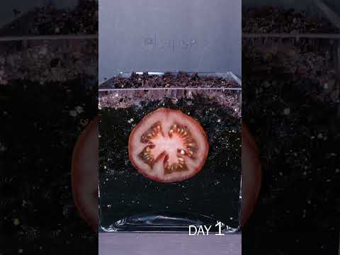 Tomato Slice to Seedling Time Lapse