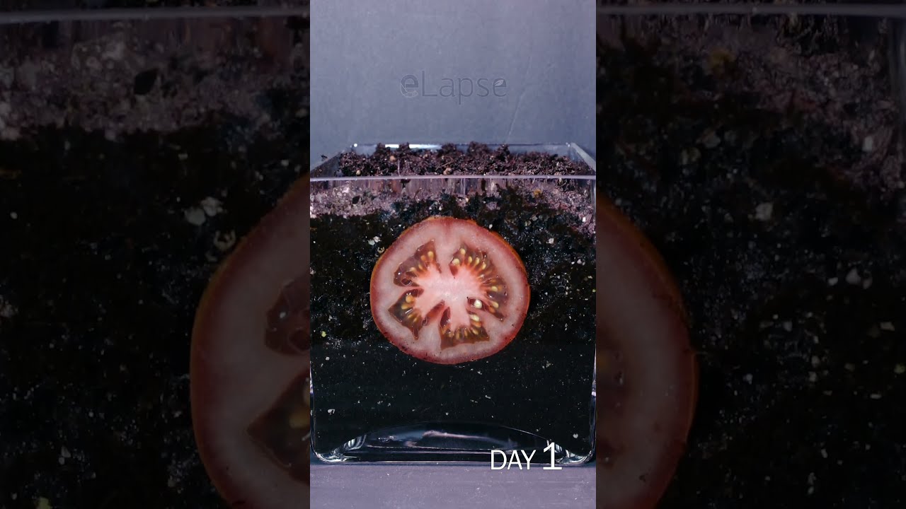 Tomato Slice To Seedling Time Lapse