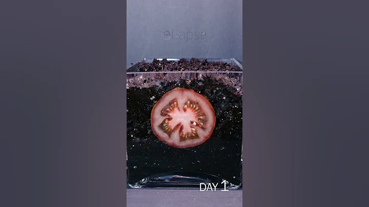 Tomato Slice to Seedling Time Lapse - DayDayNews