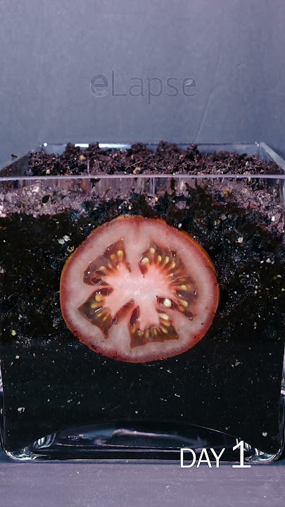 Tomato Slice to Seedling Time Lapse