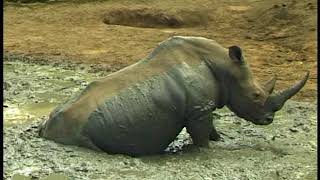 M9C1 Square Lipped Rhinoceros Wallowing