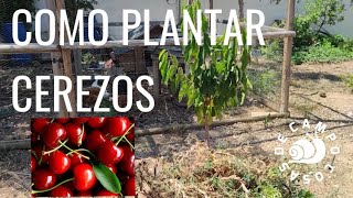 Como plantar cerezos, cultivo y cuidados.