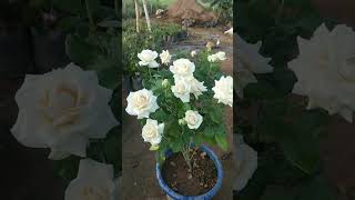 white sandel rose 8 flower in one plant