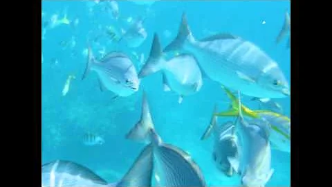 Snorkeling Adventures, Key Largo FL, August 2010
