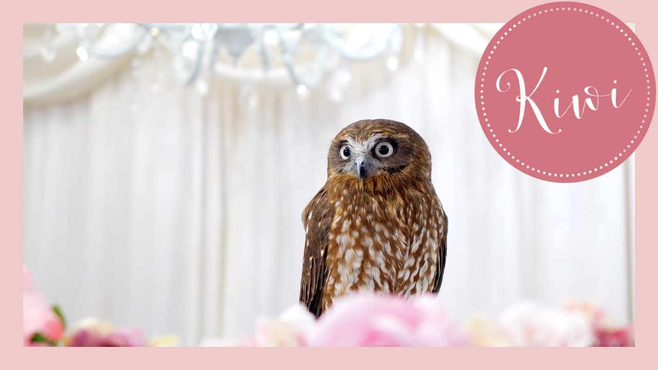 OWL & CHANDELIER | Southern Boobook // Name : KIWI 