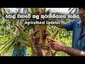 පොල් වගාව විනාශ කරන පොල් කුරුමිණියා මර්දනය කරමු | Coconut Beetle Control Tips #coconut #පොල්
