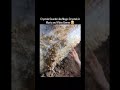 Sound of crystals..|| #physics #science #trending #sciencefacts #foryou