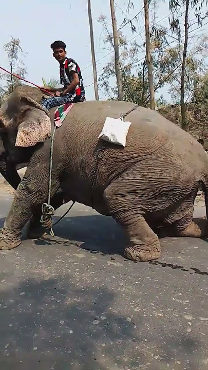 #elephant  #Hati