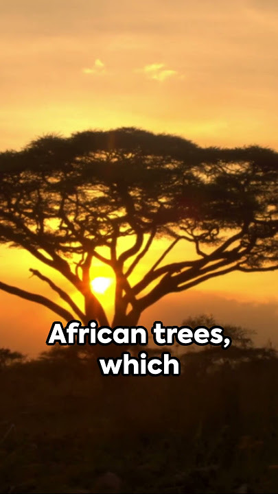 Why do these trees have thorns? #sciene