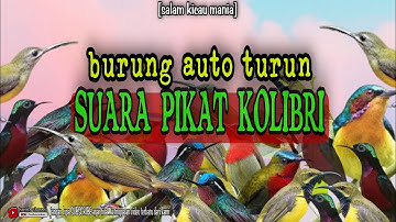 Suara Pikat Semua Jenis Burung Kolibri Paling Ampuh || Paling Dicari Para Pemikat