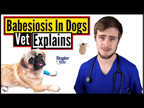 Video: Klauskite veterinarui: kodėl mano šuo ženklas namuose?