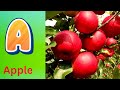 ABC Phonics Song | Alphabet letter sounds | ABC learning for toddlers | Education ABC Nursery Rhymes