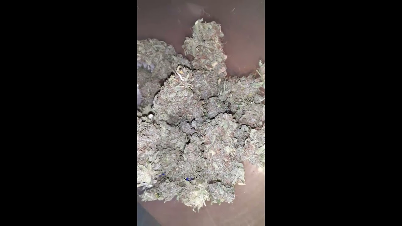 Fast buds strawberry pie auto flower sign out. first try.  medical marijuana