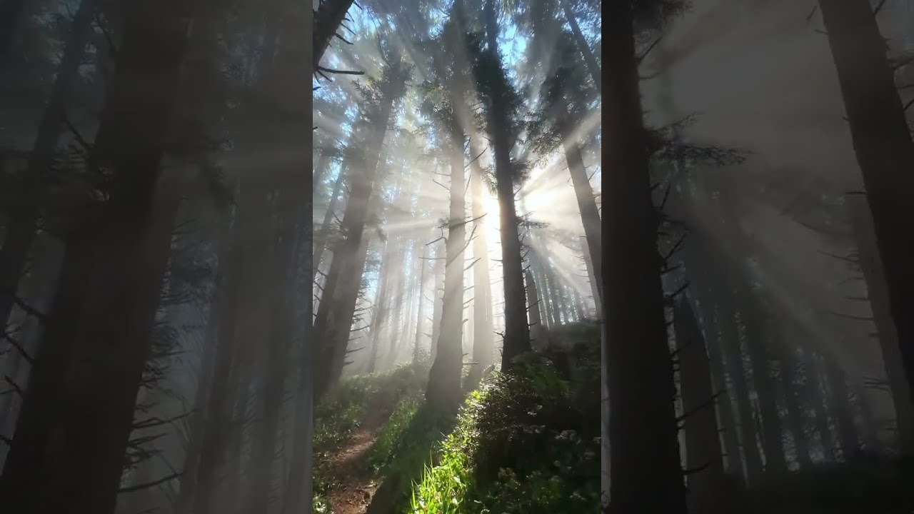 Walking Through A DREAM Forest Path With Stunning Light Effects